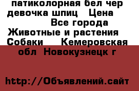 патиколорная бел/чер девочка шпиц › Цена ­ 15 000 - Все города Животные и растения » Собаки   . Кемеровская обл.,Новокузнецк г.